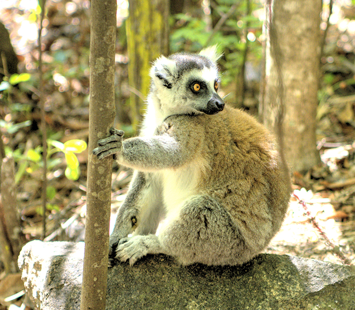 Lemur on rock